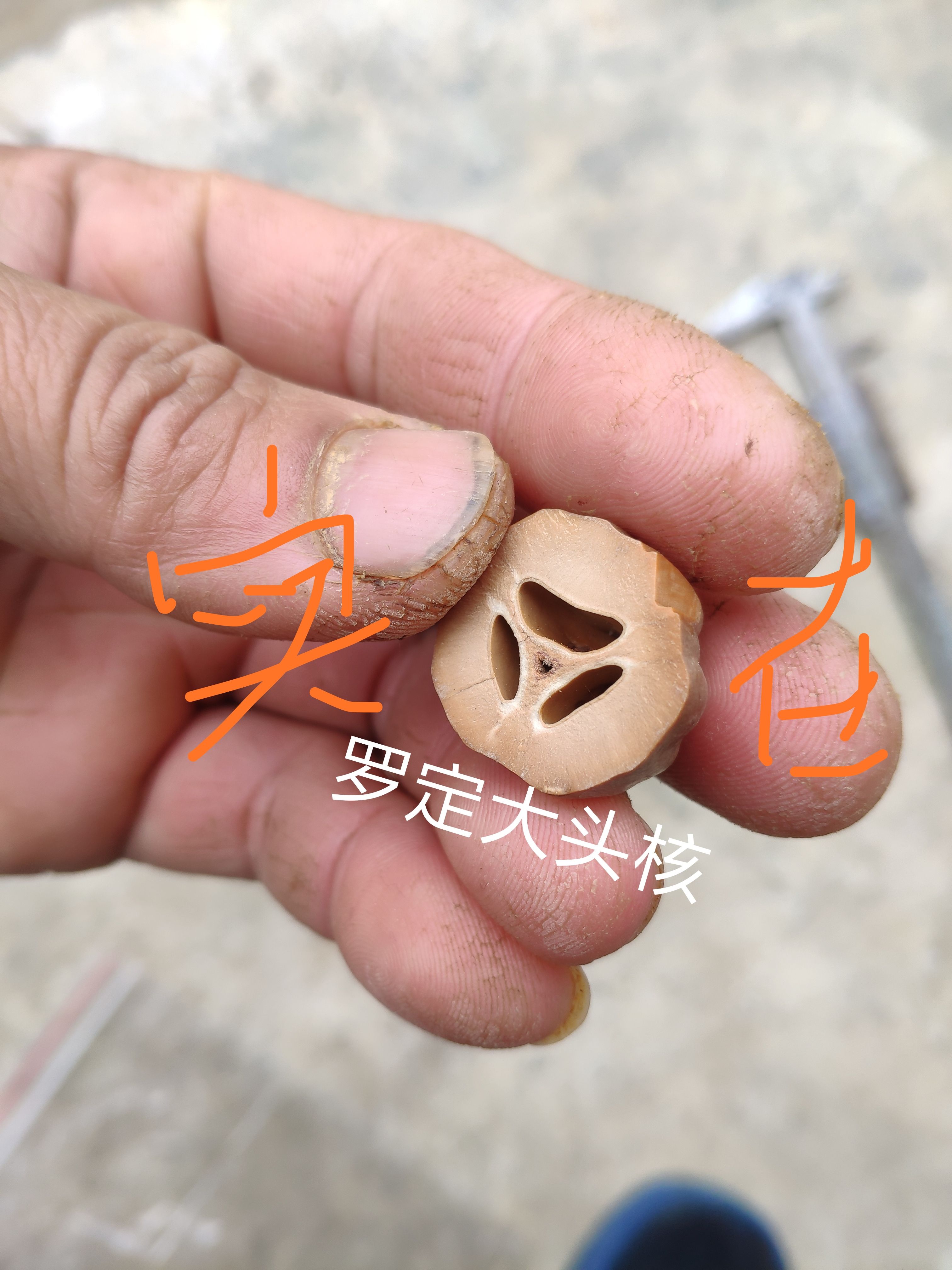黑橄榄苗罗定大头核