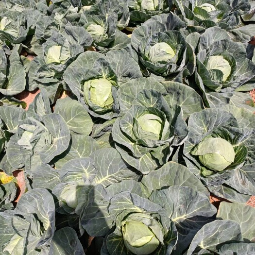 横州市广西横县甘蓝包菜大量上市，有需要的采购商可以长期合作。
