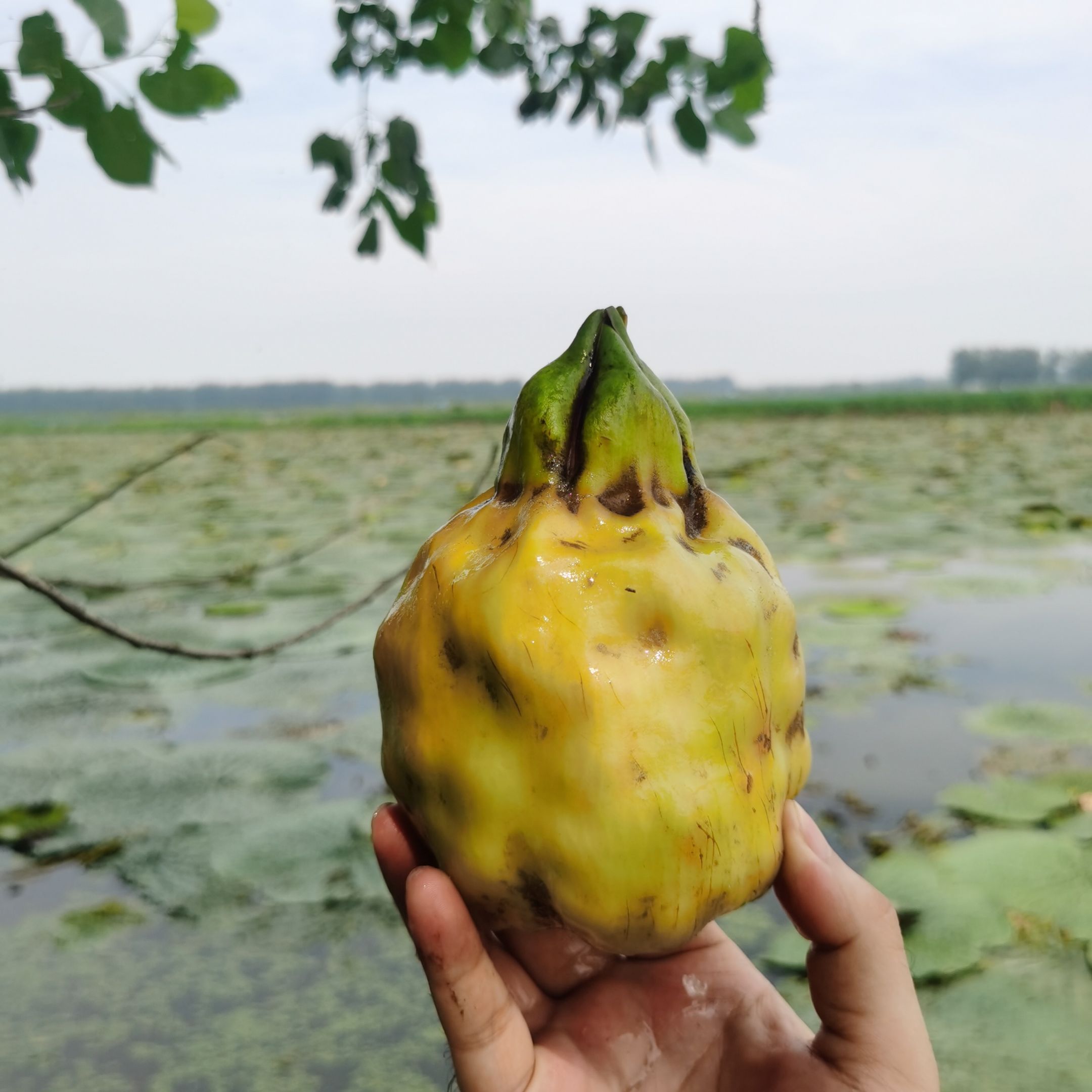 鸡头米苞苏芡苞芡实苞鸡头米苞苏芡苞