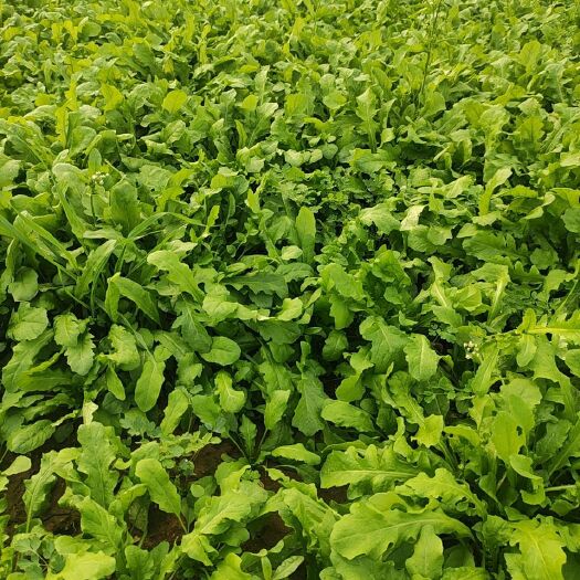 南阳精品大叶荠荠菜大量出货200亩基地！