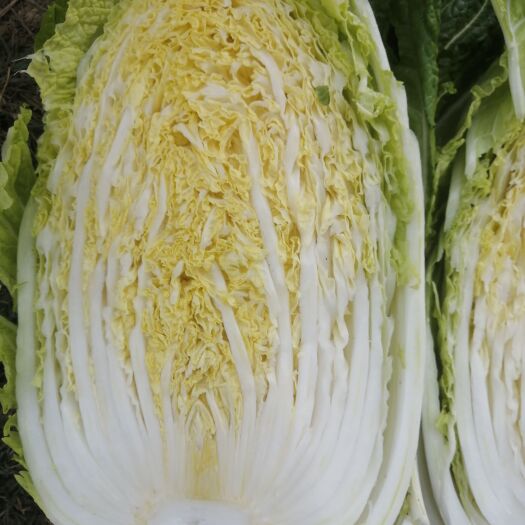 沙洋县大白菜