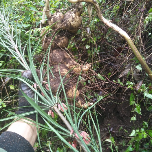 石棉县黄精块茎滇黄精自家种植