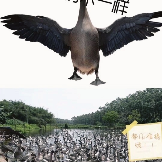 东莞市清远黑棕鹅