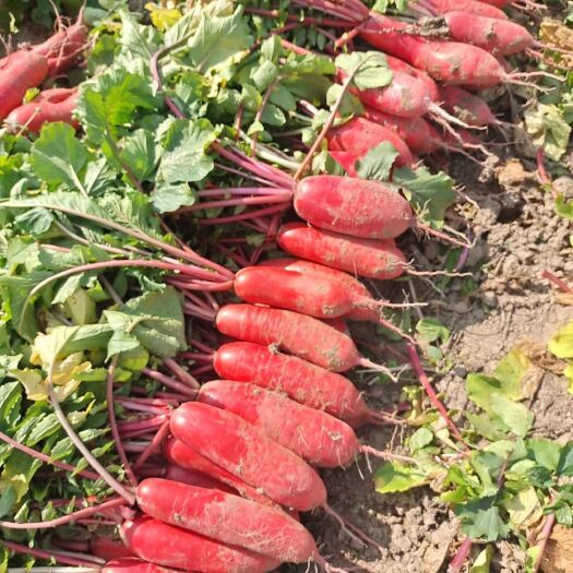 宿州西瓜茬红皮萝卜