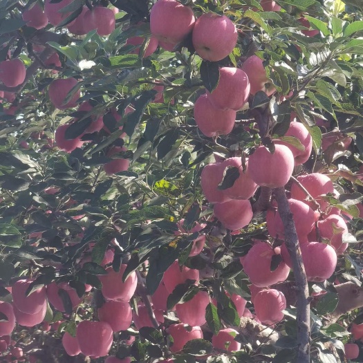 绥中县寒富苹果，代办30年，
