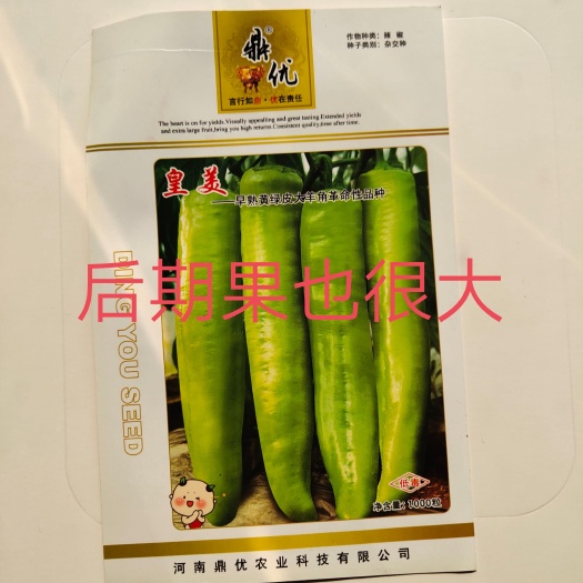 扶沟县皇美辣椒种子黄绿皮辣椒种子早熟大羊角椒膨果速度快商品性好