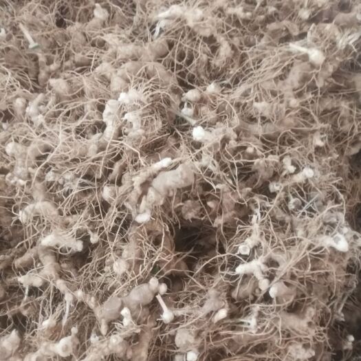 阆中市急售黄精一批 黄精统货 新鲜黄精 带芽头 带须 约5吨左右