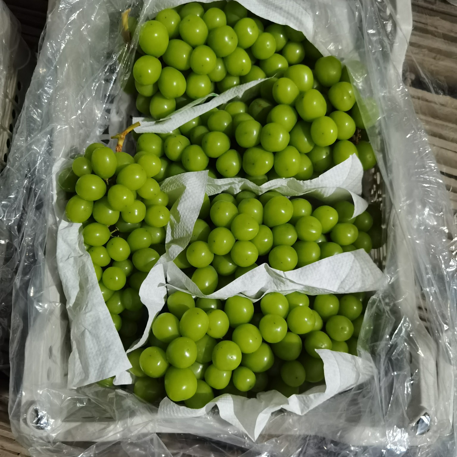 晋州市阳光玫瑰葡萄30万斤