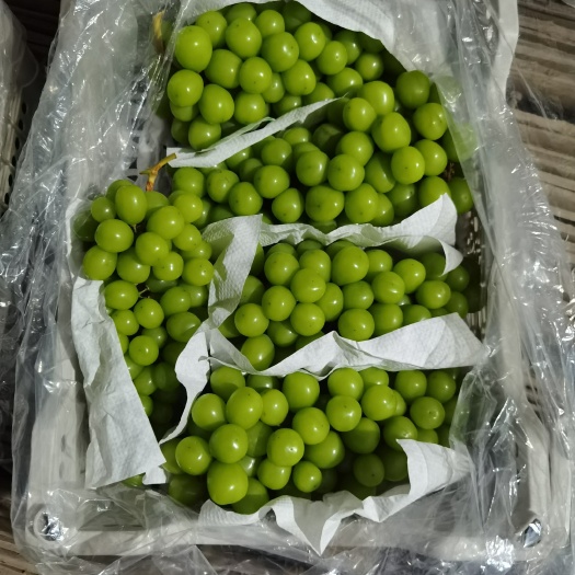 晋州市阳光玫瑰葡萄30万斤