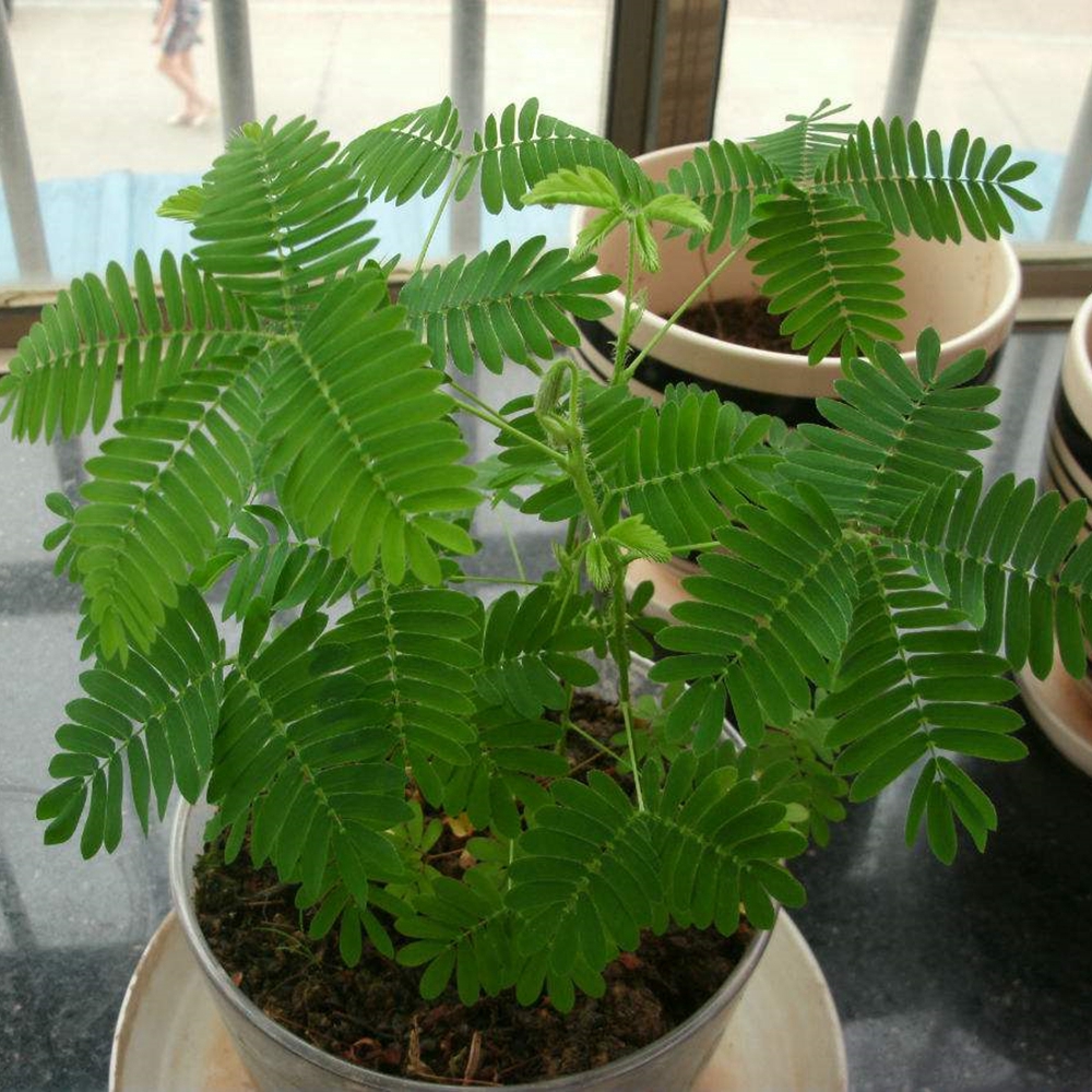 沭阳县含羞草种子 种籽害羞草种子 盆栽植物种子 包发芽 阳台室内