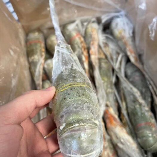 上海小青龙