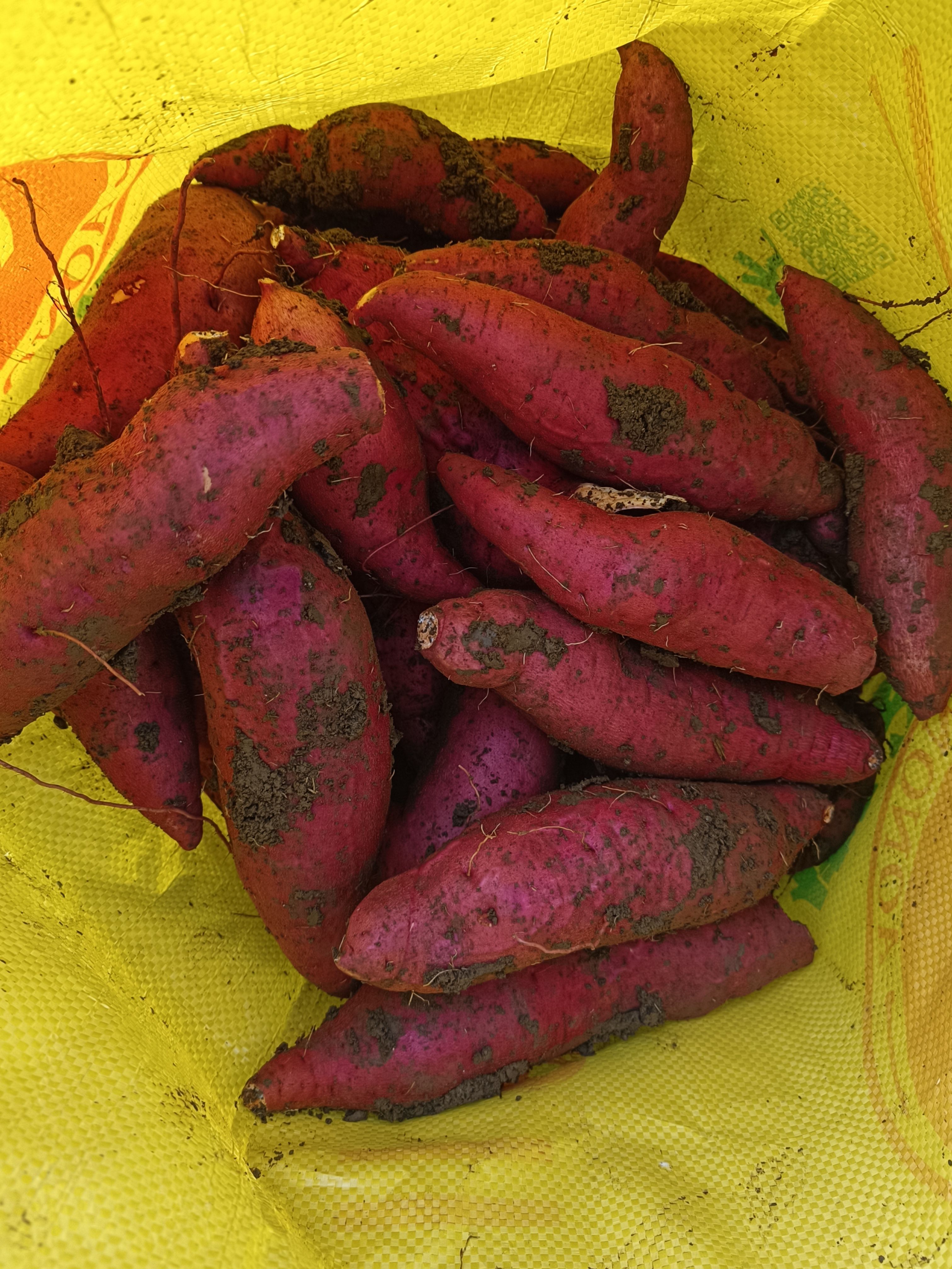 宜城市西瓜红红薯，红皮红心香甜粉糯产地直供全国发货