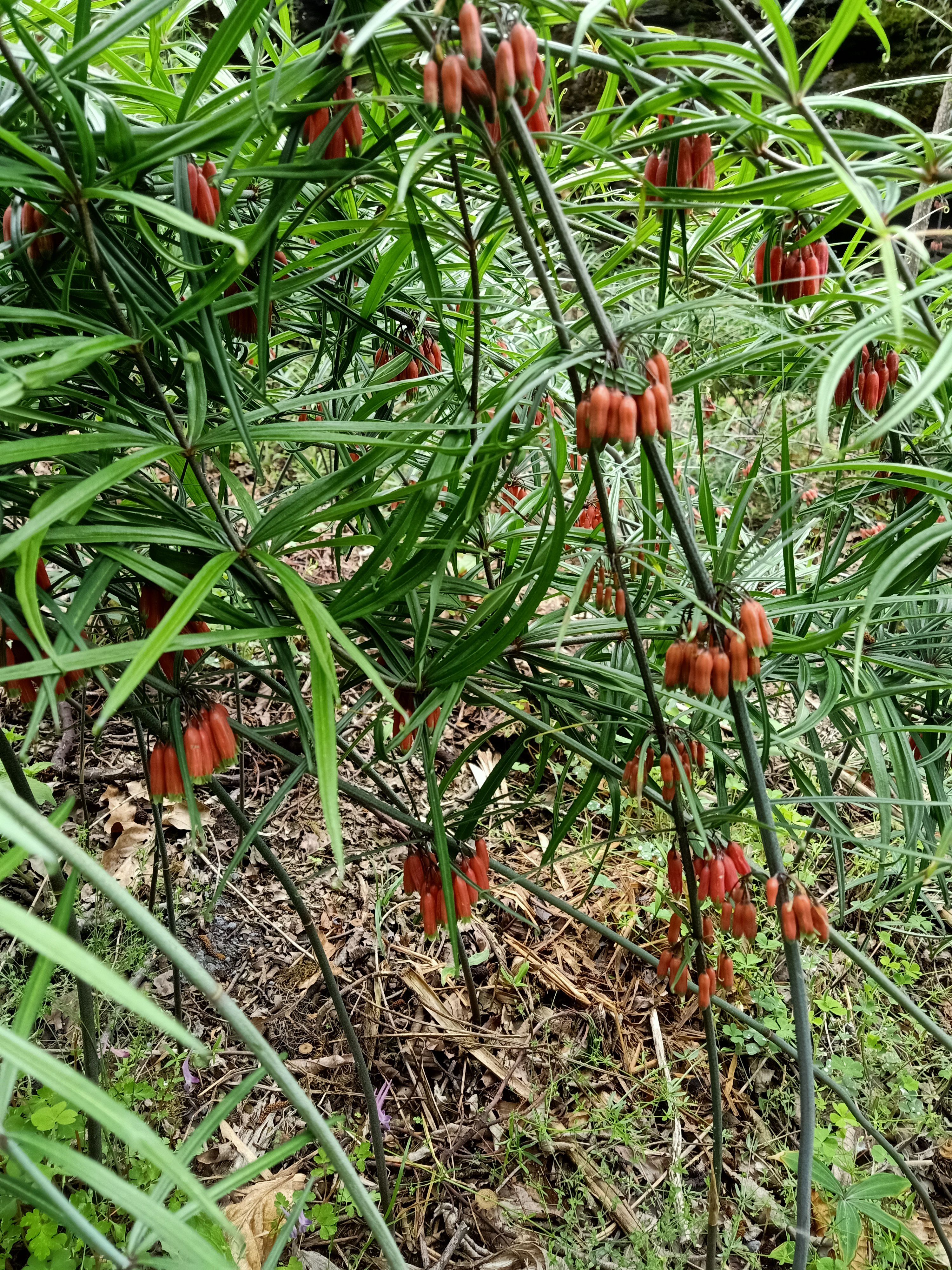 黄精块茎滇黄精自家种植