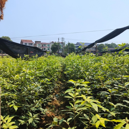 茶陵县赤皮青冈，赤皮青冈容器苗，青冈，红绸，红绸容器