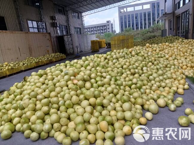 福建白柚次果，饮料厂挑选，欢迎采购