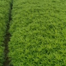 蔡甸黎蒿大面积上市，质量上成，嫩度高，价格平稳！打冰发货保鲜
