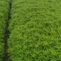 蔡甸黎蒿大面积上市，质量上成，嫩度高，价格平稳！打冰发货保鲜