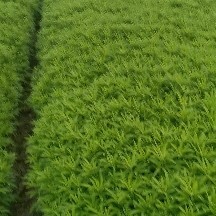 武汉蔡甸黎蒿大面积上市，质量上成，嫩度高，价格平稳！打冰发货保鲜