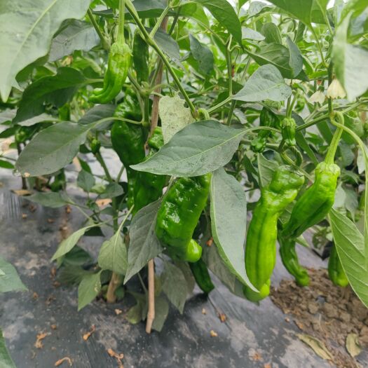 东海县精品薄皮椒，大量有货，价格美丽