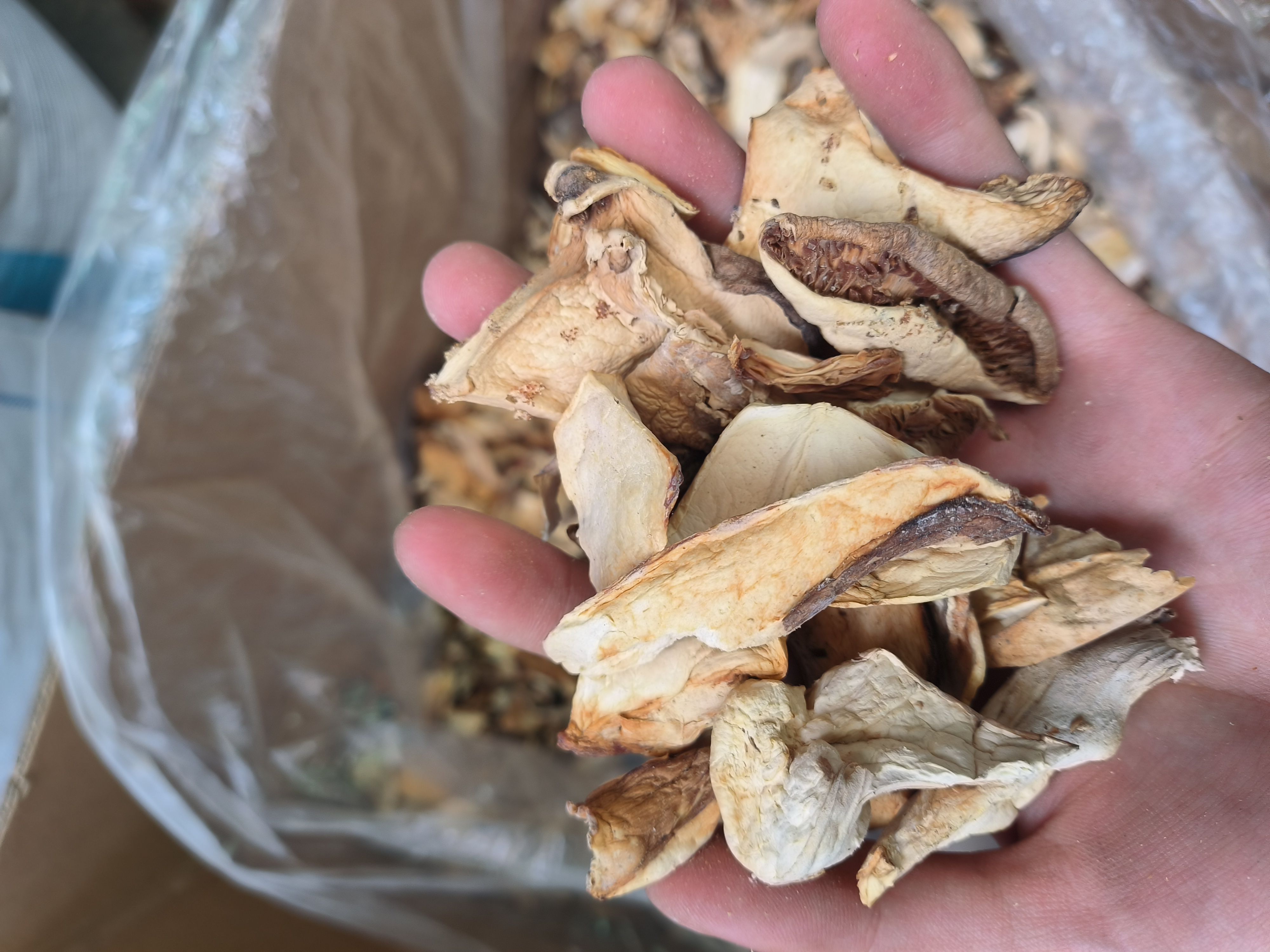 烤干杏鲍菇整切片，大货批发