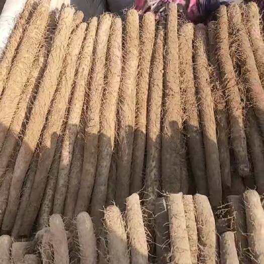 蠡县产地供应各种山药，铁杆，白玉，麻山药，小白嘴，紫药，双棒