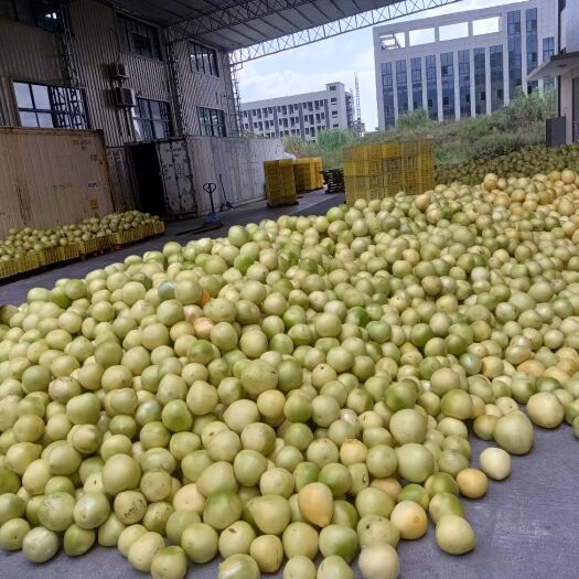 福建白柚次果，饮料厂挑选，欢迎采购