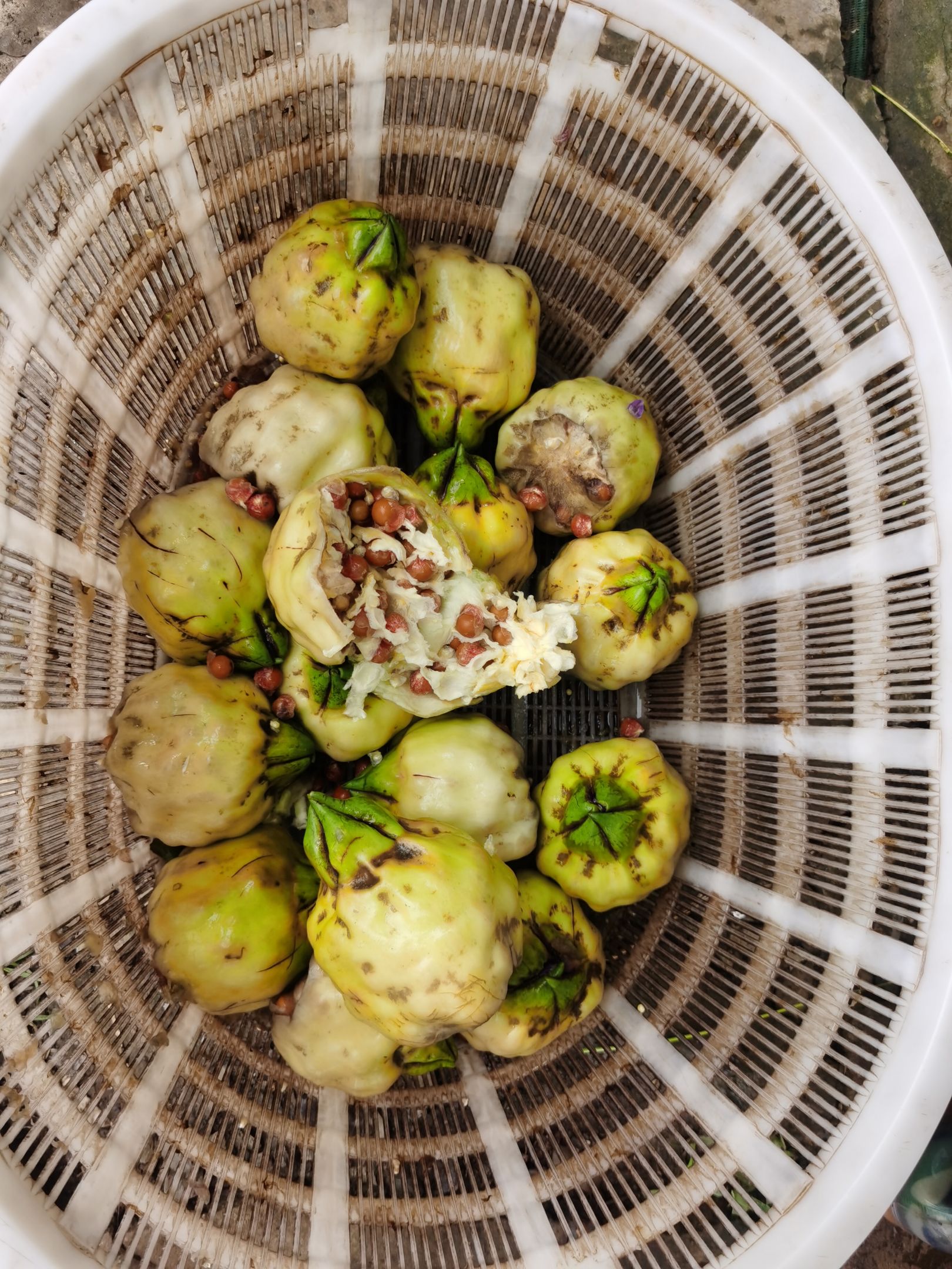 鸡头米苞苏芡苞芡实苞鸡头米苞苏芡苞