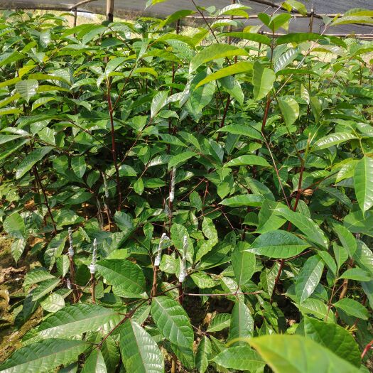 罗定市黑橄榄苗普通的、食用油榄角嫁接苗