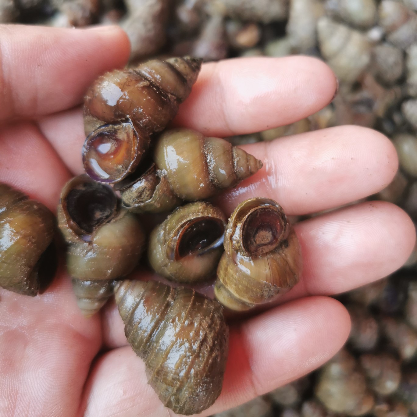 湖北薄壳无青苔螺蛳1.5以上不封顶鲜活石螺