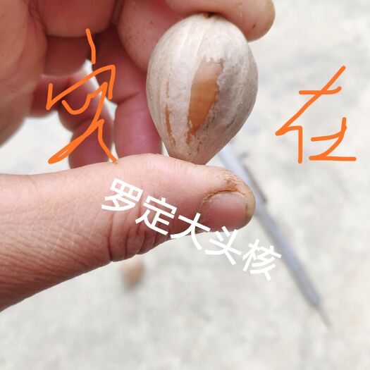 罗定市黑橄榄苗罗定大头核