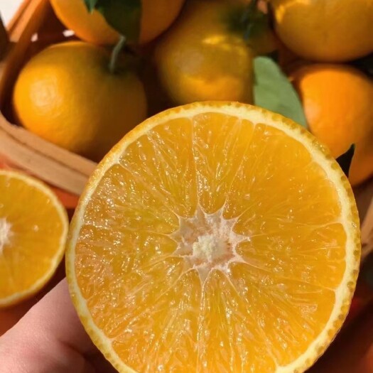 金堂县各种橙子，爱媛，耙耙柑，脐橙，丑柑