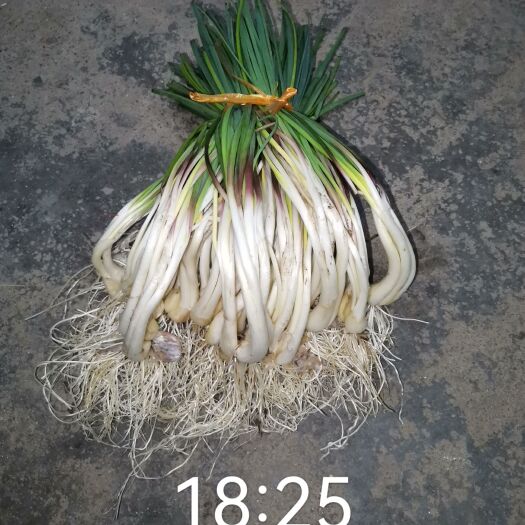 江永县新荞头上市了