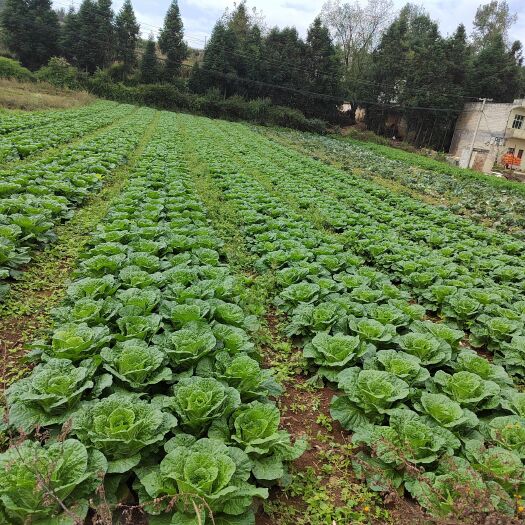 威宁县高山大白菜