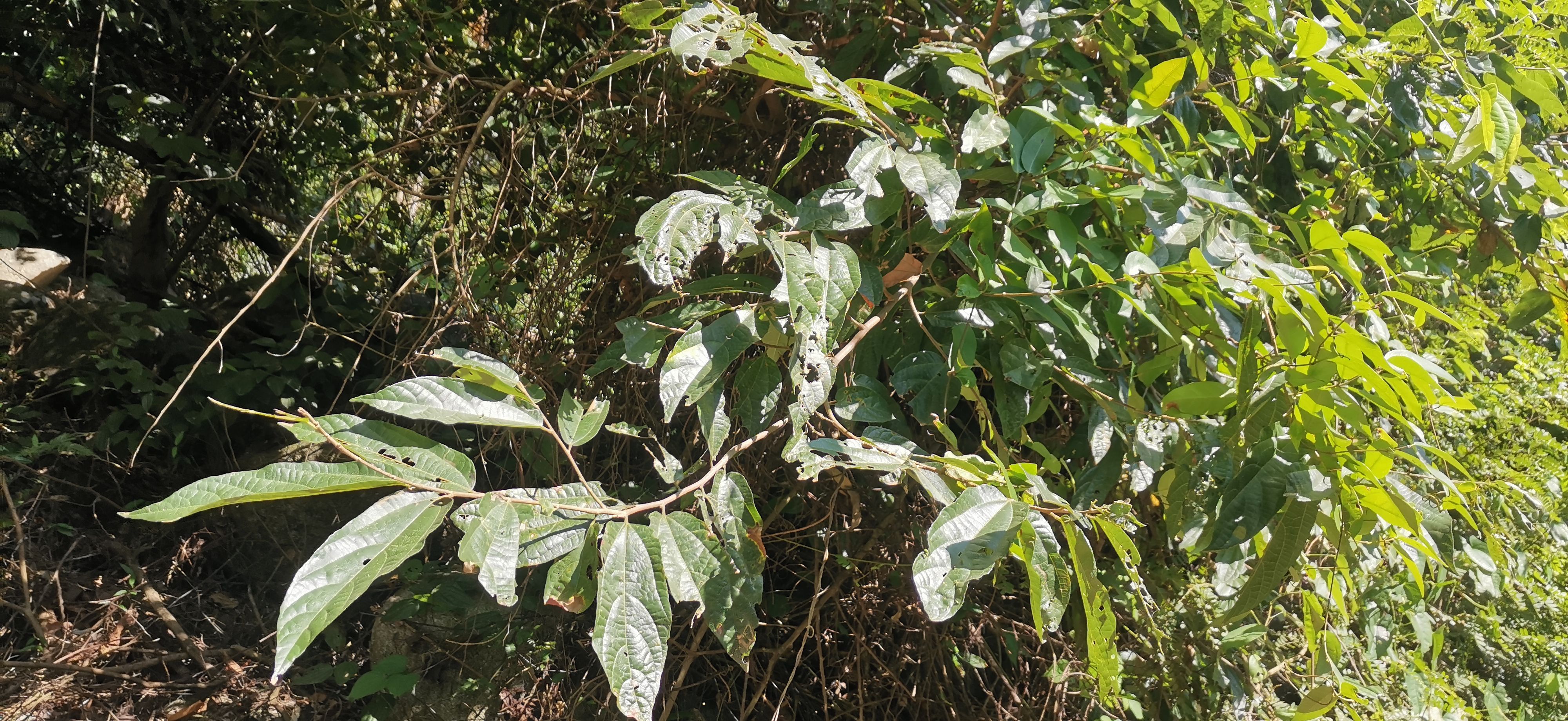 钦州布渣叶，破布叶，麻布叶干货