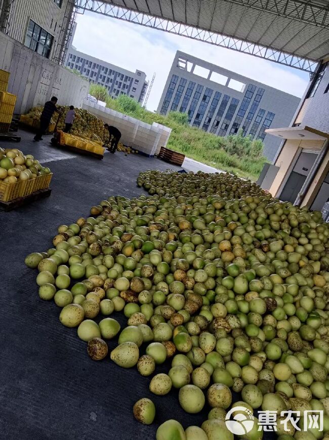 福建白柚次果，饮料厂挑选，欢迎采购