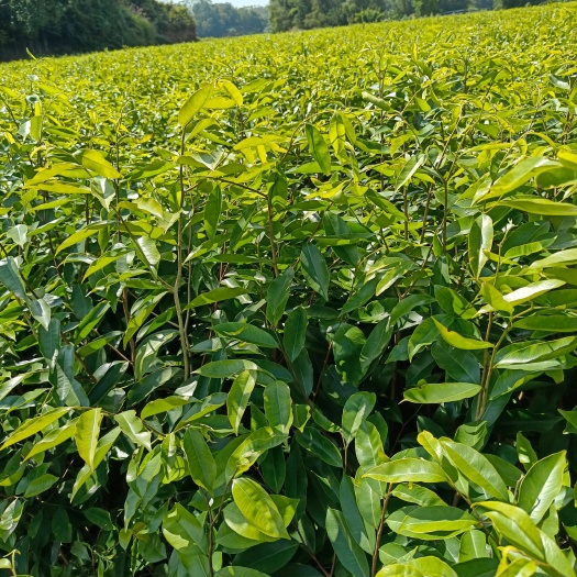 化州市大量优质沉香木苗，需要请滴滴，价格详谈