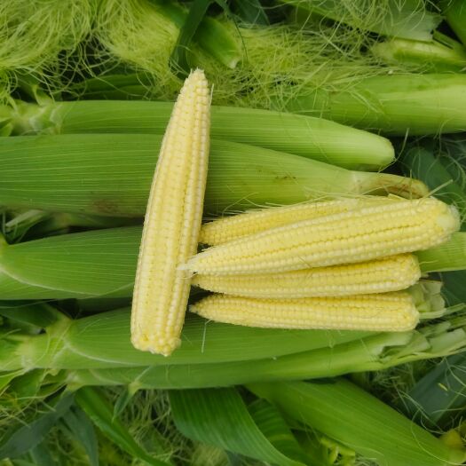 横州市长期提供产地精品玉米笋，中国甜玉米之乡“广西横县”