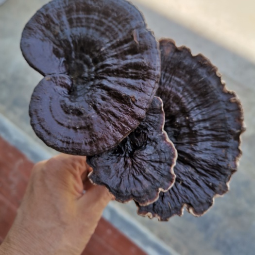 隆林县天然紫灵芝 黑灵芝 横径16～19公分枫树香灵芝 今年新货