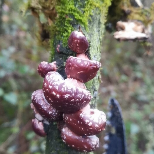 大方县马桑菌