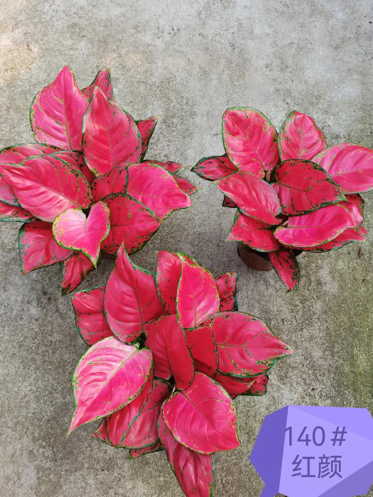 红如意如意吉利红基地直销红如意盆栽产品好全国一件代发物美价廉