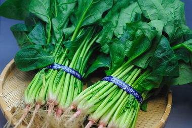 沛县大田地有机波菜！新鲜营养绿色