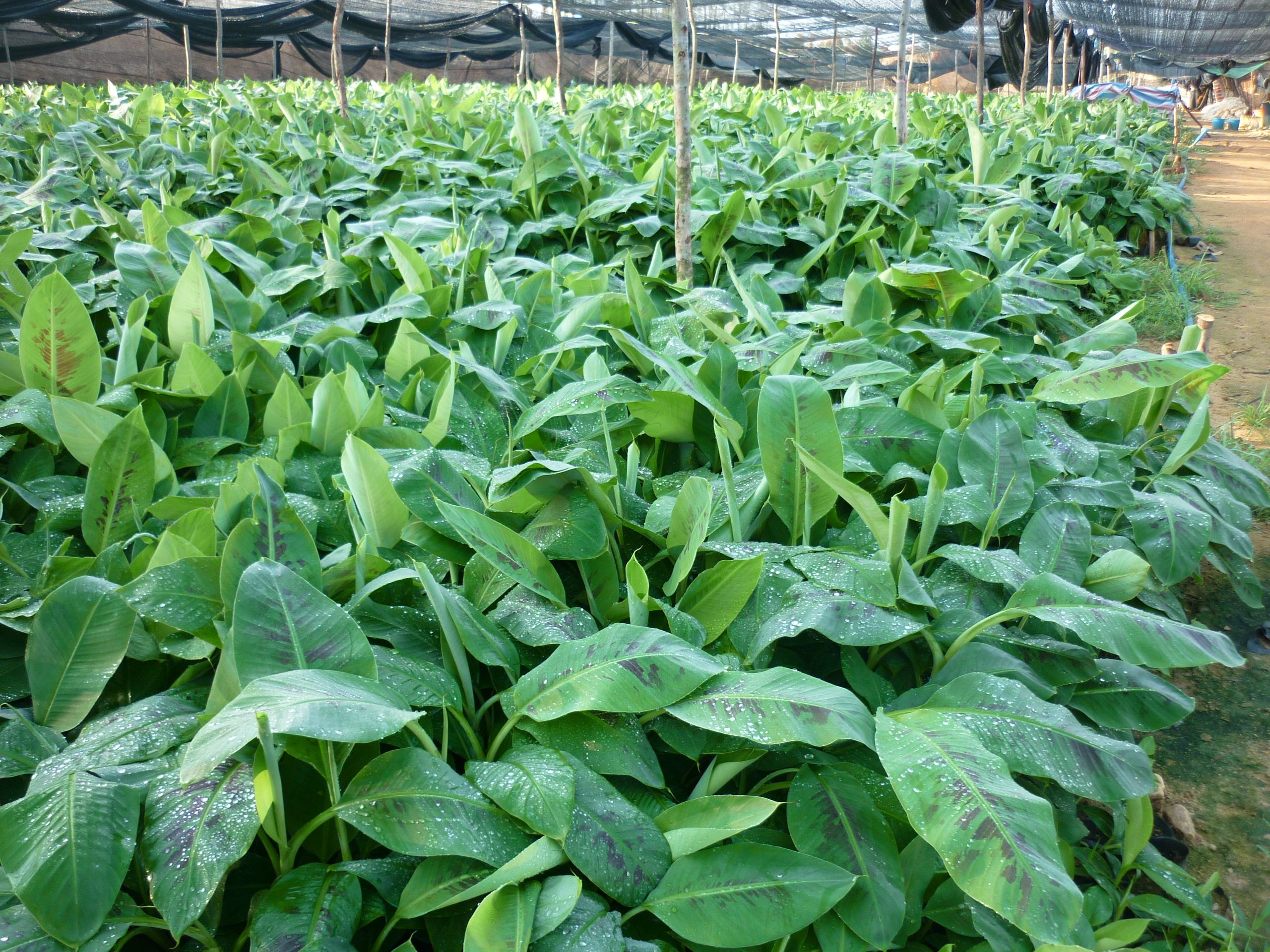 大量供应香蕉苗