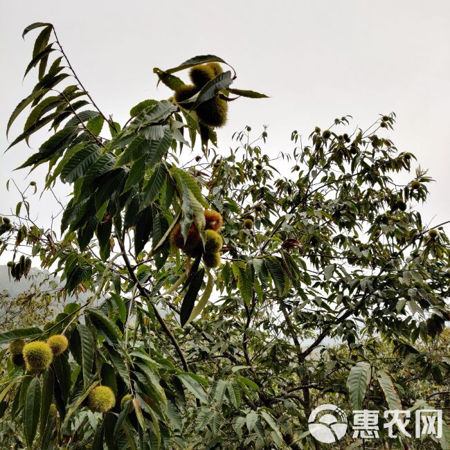 建瓯高山锥栗油锥马蹄处暑红白露品种齐全，支持全国整车零担发货