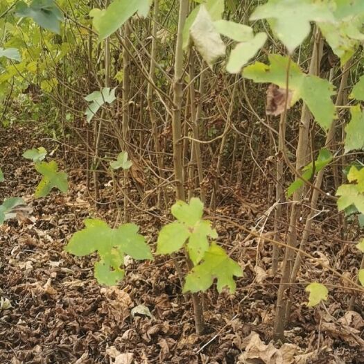 茶陵县枫香树，土球枫香苗，地径2公分带土球，自家枫香苗，枫香苗