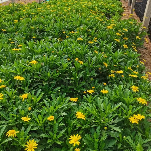 青州市木春菊苗  木春菊 木茼蒿 法兰西菊 观花盆栽