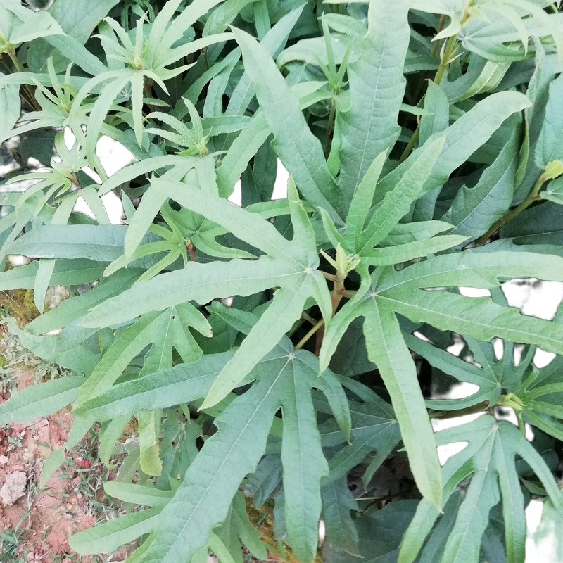 綠色蒲園苗場