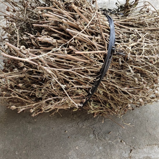 廉江市地胆草干货