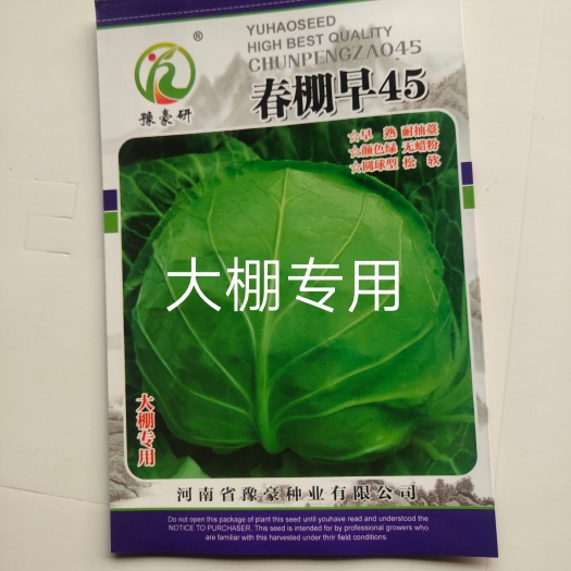 扶沟县春棚早45甘蓝种子早熟耐抽苔颜包深绿松软圆球型无蜡粉