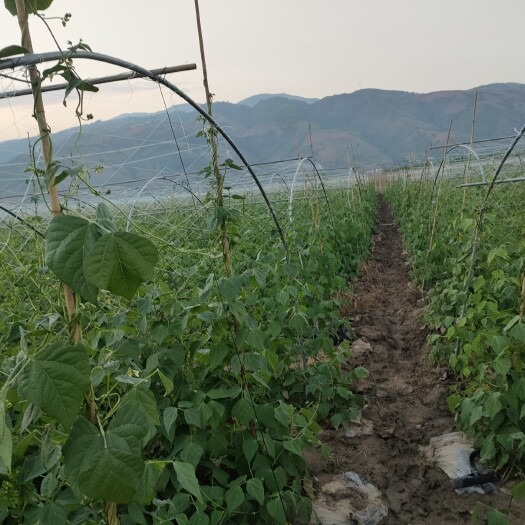 昌宁县无筋豆角