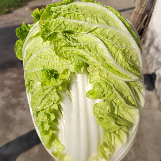 海安市秋宝白菜，黄心矮颗白菜